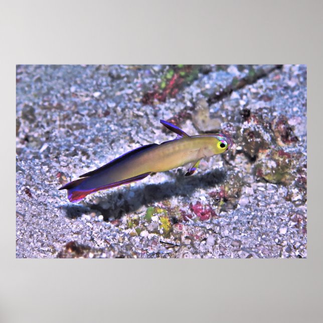 Decorated Dart Goby Poster (Front)