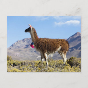 Decorated lama herd in the Puna, Andes mountains 2 Postcard