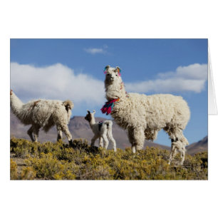 Decorated lama herd in the Puna, Andes mountains 3