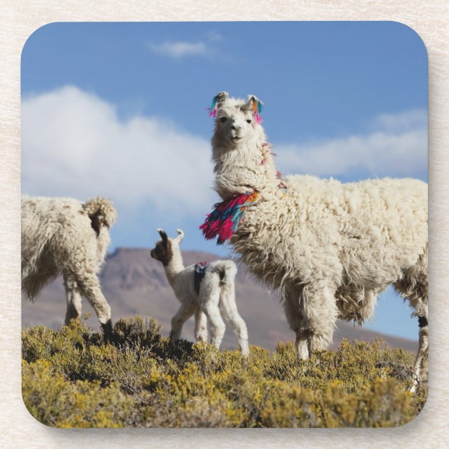 Decorated lama herd in the Puna, Andes mountains 3 Coaster (Front)