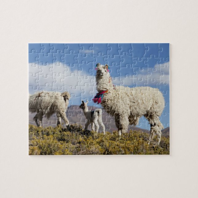 Decorated lama herd in the Puna, Andes mountains 3 Jigsaw Puzzle (Horizontal)