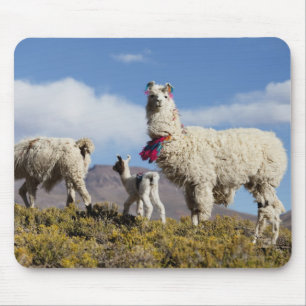 Decorated lama herd in the Puna, Andes mountains 3 Mouse Mat