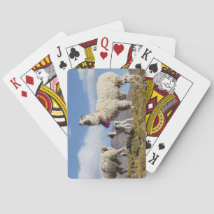Decorated lama herd in the Puna, Andes mountains 3 Playing Cards