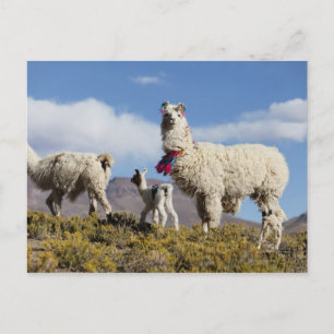 Decorated lama herd in the Puna, Andes mountains 3 Postcard