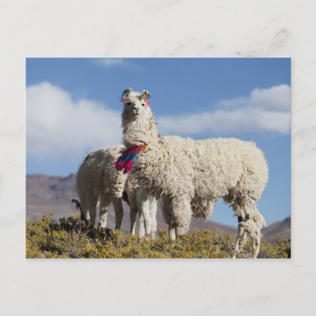 Decorated lama herd in the Puna, Andes mountains Postcard (Front)
