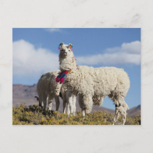 Decorated lama herd in the Puna, Andes mountains Postcard