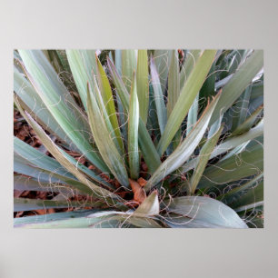 decorations of nature