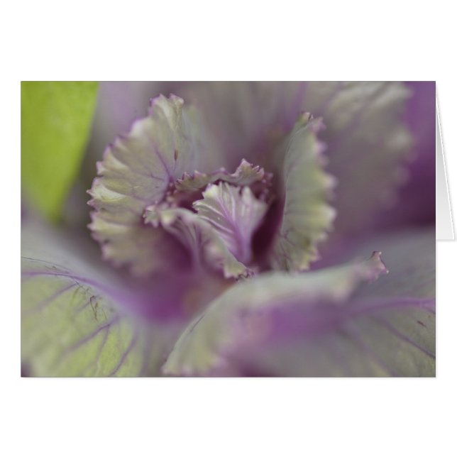 Decorative cabbage (Front Horizontal)