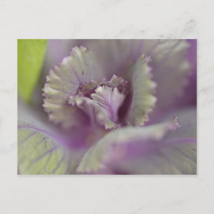 Decorative cabbage postcard