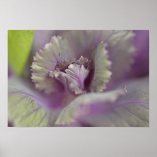 Decorative cabbage poster