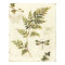 Decorative Ferns and a Dragonfly