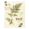 Decorative Ferns and a Dragonfly