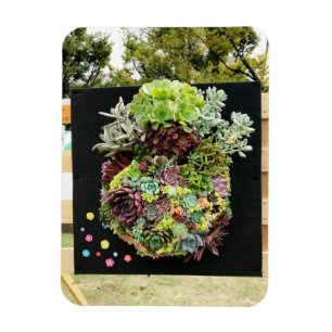 Decorative Succulents Magnet