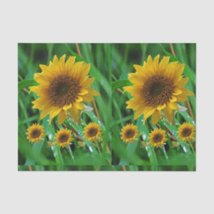 Decorative tissue paper Sunflower