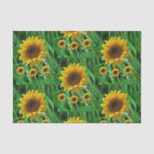 Decorative tissue paper sunflowers
