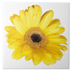 Decorative Yellow Gerber Daisy Close-Up Photograph Tile