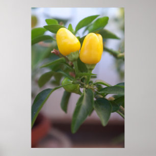 Decorative yellow pepper poster