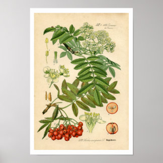 Decorator Botanical Print - Apple, Mountain Ash