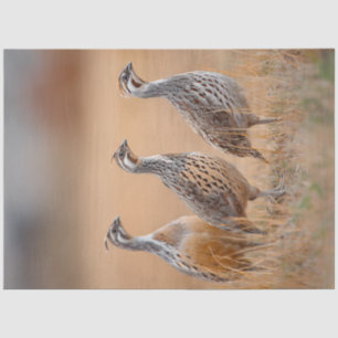 Decoupage 3 Gambel Birds In Field of Sage Grass   Tissue Paper