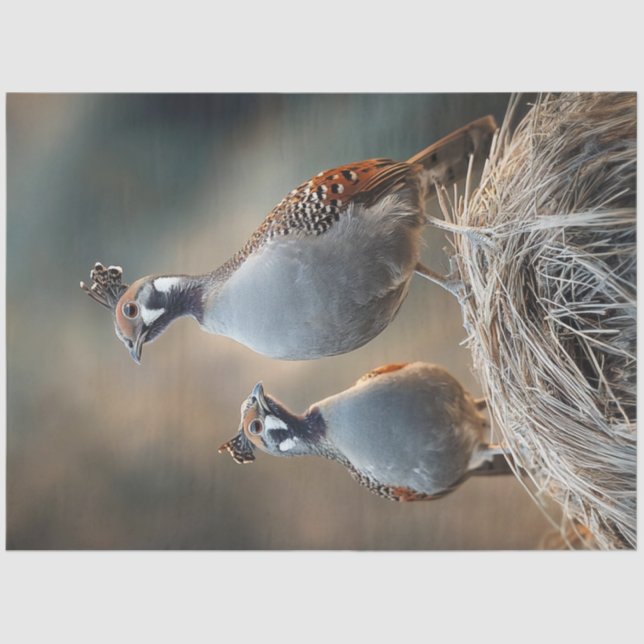 Decoupage Gamble's Quail Unique Feather Patterns Tissue Paper (Front)