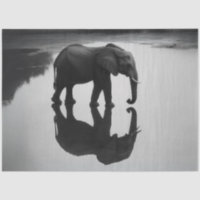 Decoupage Majestic African Elephant & Reflection 