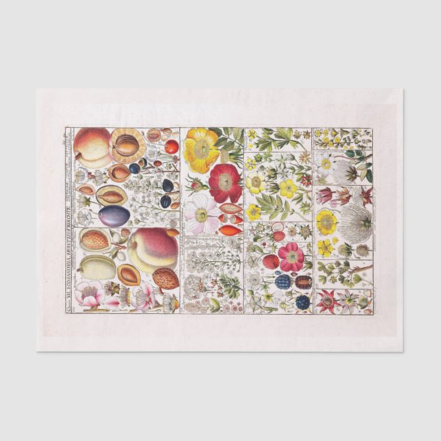 Decoupage Paper 10"x15" - Botanical Art 203 (Front)