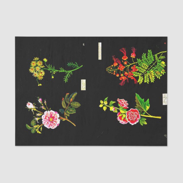 Decoupage Paper 10"x15" - Mary Delany 16 (Front)