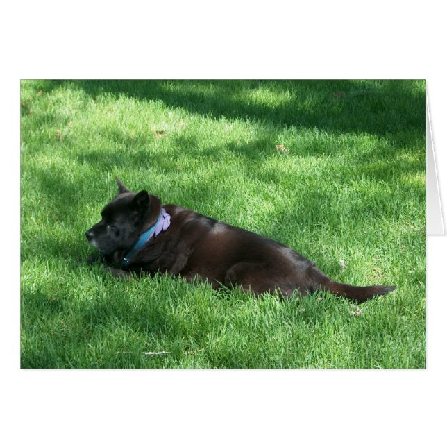 deekie (Front Horizontal)