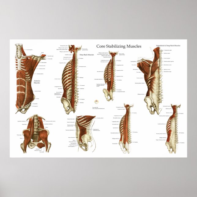 Deep and Core Stabilising Muscles Anatomy Poster (Front)