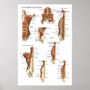 Deep and Core Stabilising Muscles Anatomy Poster