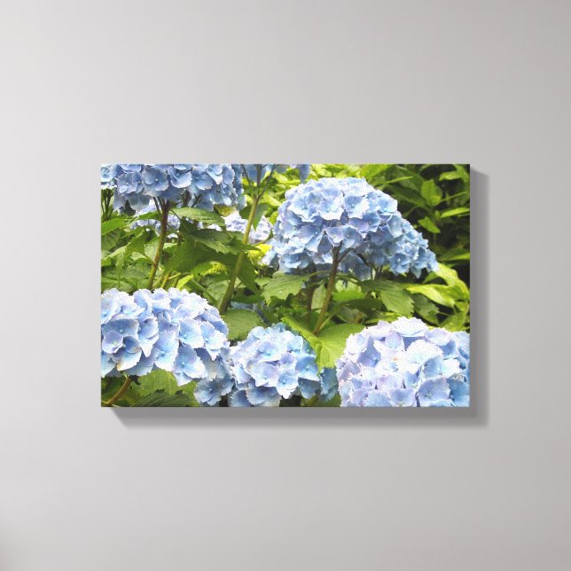 Deep Blue Hydrangeas Canvas Print (Front)