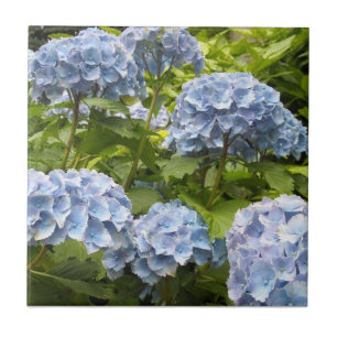 Deep Blue Hydrangeas Tile