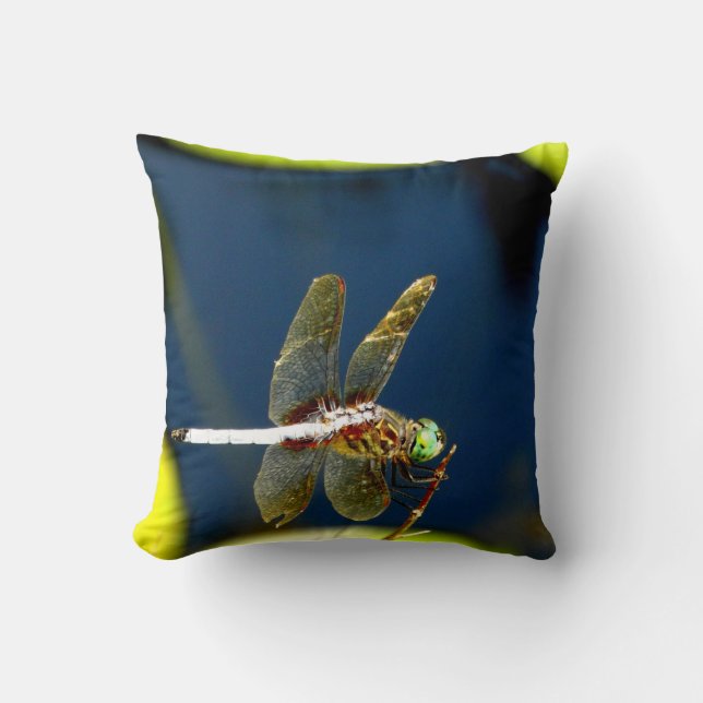 Deep Blue Pillow dragonfly, green eyes (Front)