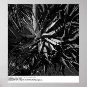 Deep Canyon Desert Research Station by Ansel Adams Poster