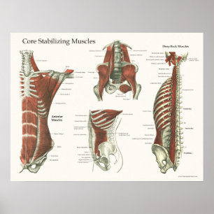 Deep & Core Stabilising Muscles Anatomy Poster #1