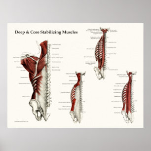 Deep & Core Stabilizing Muscles Anatomy Poster