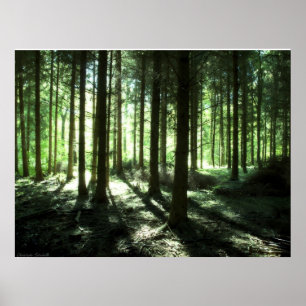 Deep Forest Poster