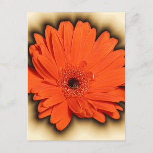 Deep Gerbera Postcard
