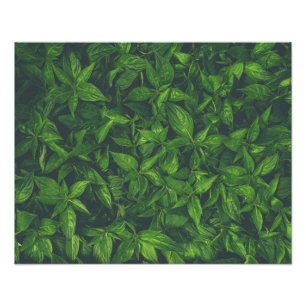 Deep Green Leaves Photo Print