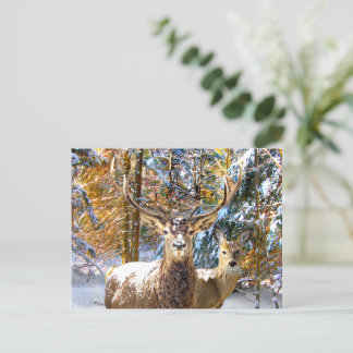 "Deep In The Forest" Postcard