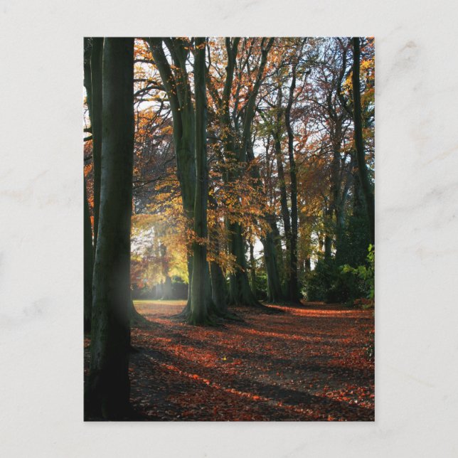 Deep In The Heart Postcard (Front)