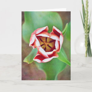 Deep Inside the Tulip Flower Art Note Card