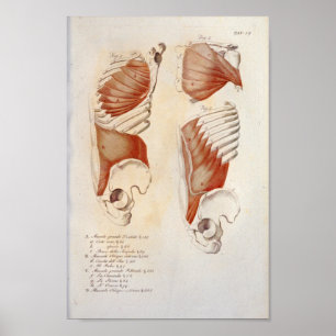 Deep Muscles Chest Abdomen Anatomy Print French