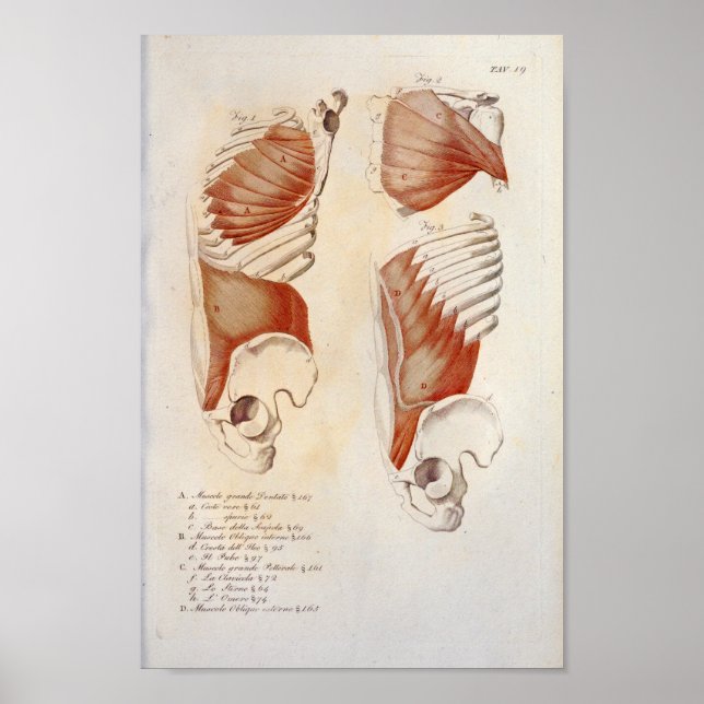 Deep Muscles Chest Abdomen Anatomy Print French (Front)