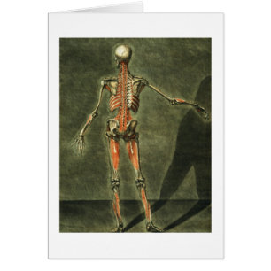 Deep Muscular System of the Back of the Body, plat