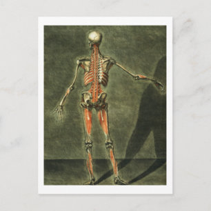 Deep Muscular System of the Back of the Body, plat Postcard