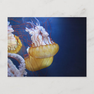 Deep Ocean Jelly Fish Postcard