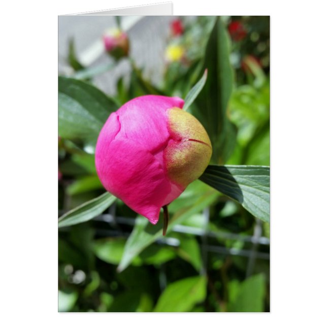 deep pink bud (Front)