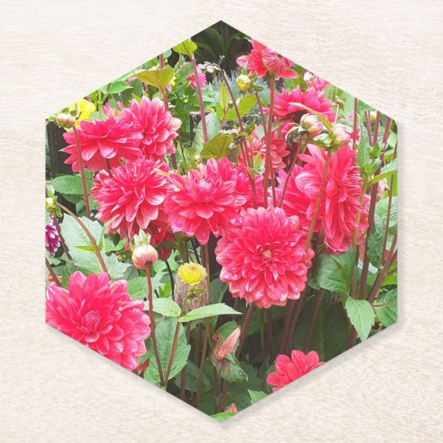 Deep Pink Dahlias Paper Coaster (Front)