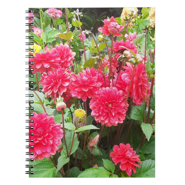 Deep Pink Dahlias Spiral Notebook (Front)